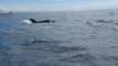 ext-ballenas-orcas-vistas-por-turistas-120121
