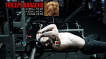 Lying Triceps Barbell Extension