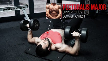 Floor Dumbbell Chest Fly