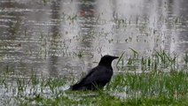 Crow takes advantage of flooding in the Northwest for a bath