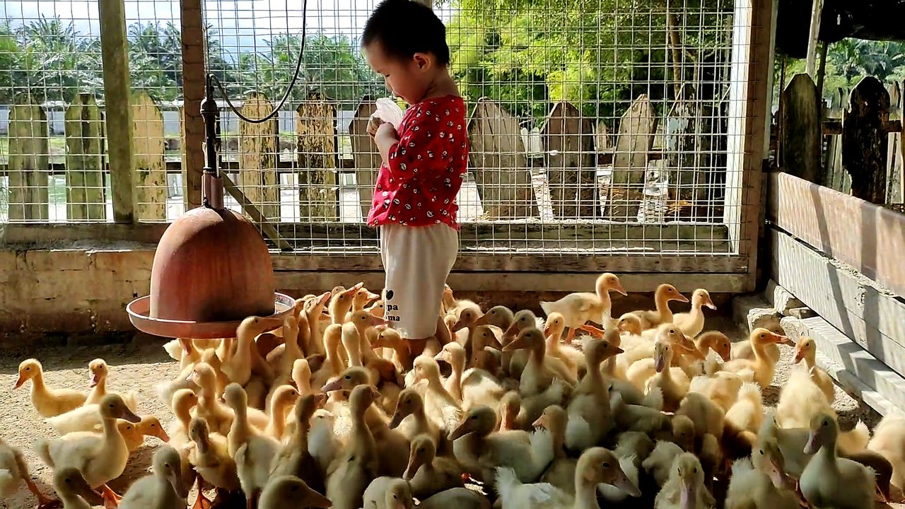 Two Year Old Feeds Ducklings