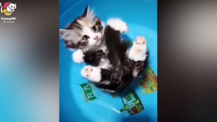 Cute Is Not Enough --  Best Funny Cat Videos 2020 _ Pet Meow..