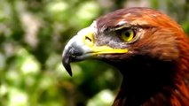 Top 5 best eagle attacks __ the best of eagle attacks on human _ Animal.