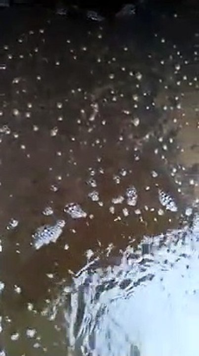 fish farming