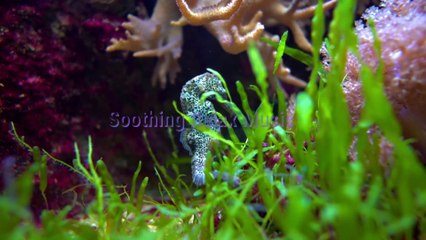 Relaxing Piano Music for Beautiful Coral Plants, Small Fish, Moving Turtle.
