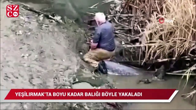 Yeşilırmak’ta boyu kadar balığı böyle yakaladı