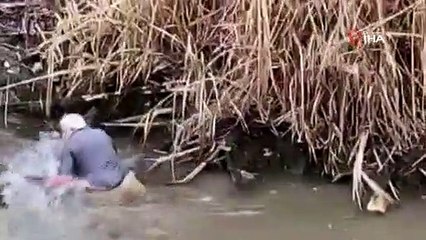 Yeşilırmak’ta boyu kadar balığı böyle yakaladı