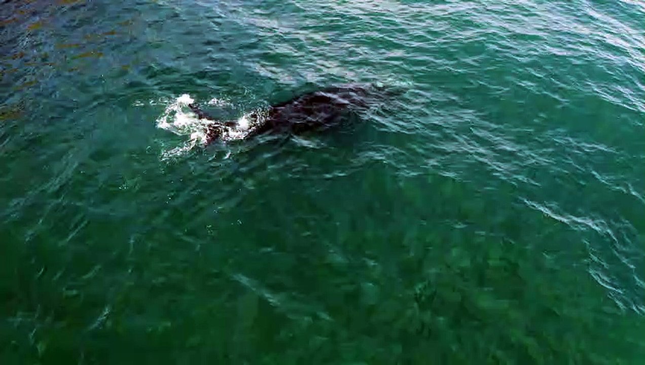 Southern America Whale