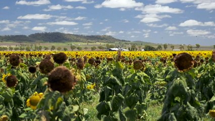 South Queensland remains in drought despite flooding in the north