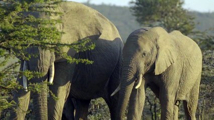 Herd of Elephants in Kenyan Reserve