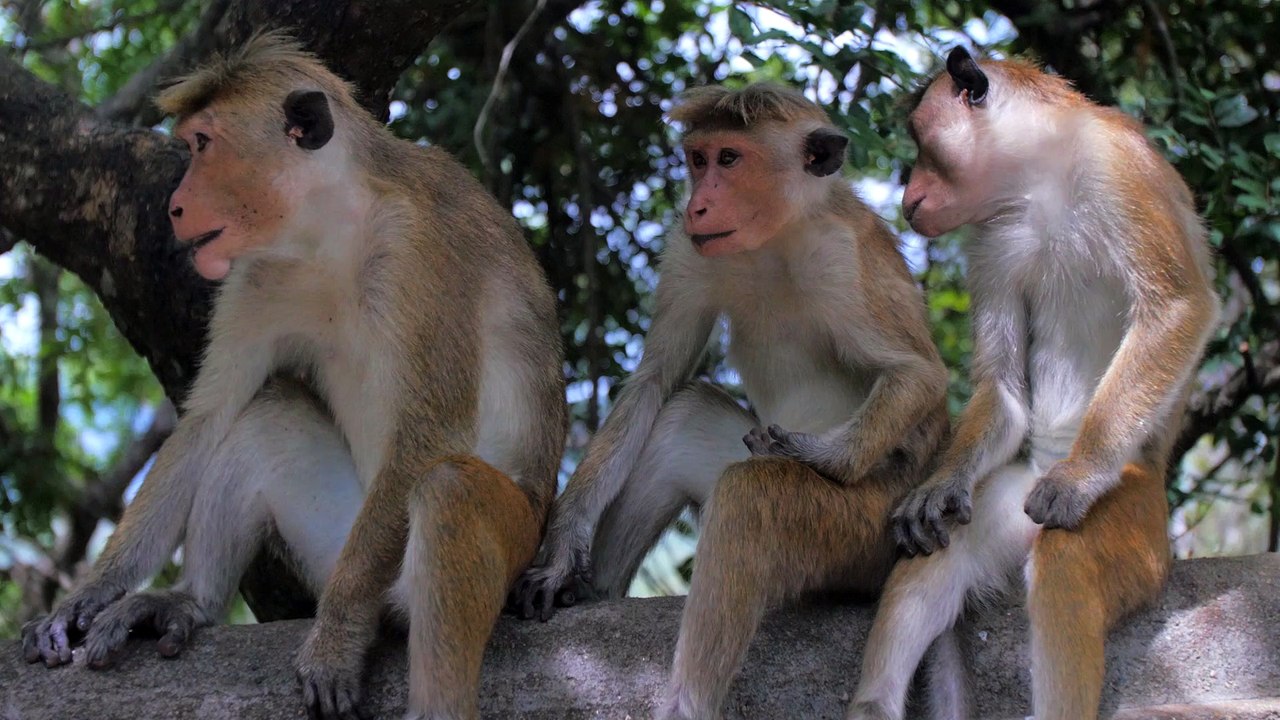 Monkeys Sat on Wall