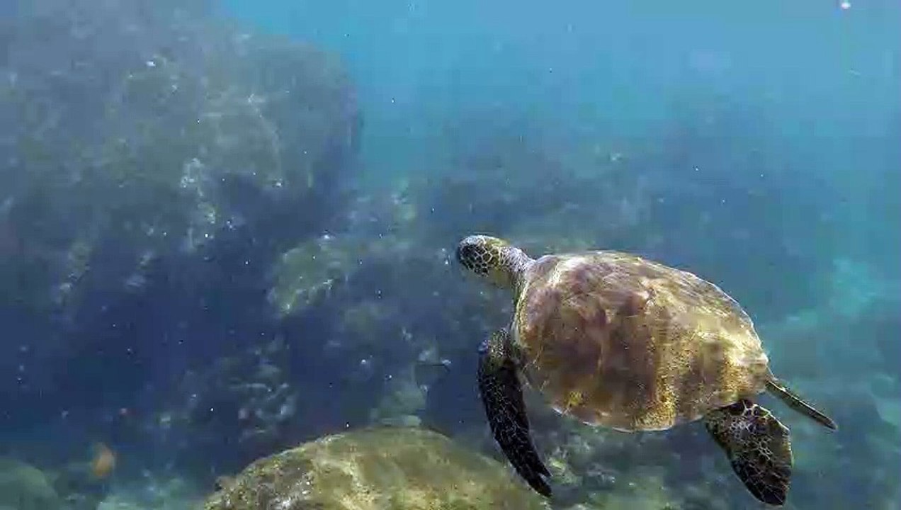 hawaii_following_turtle