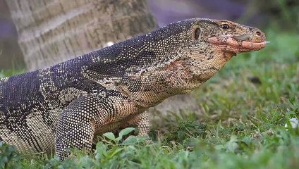 Komodo Dragon Eating Fish