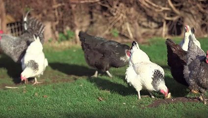 Chickens_Outside