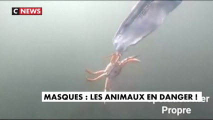 Masques : les animaux en danger