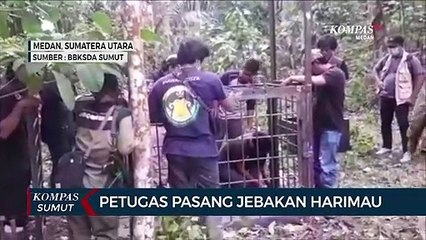 Petugas Pasang Jebakan Harimau