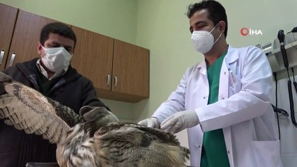 - Elazığ’da vatandaşların bulduğu ‘Kulaklı Orman Baykuşu’ tedavi altına alındı