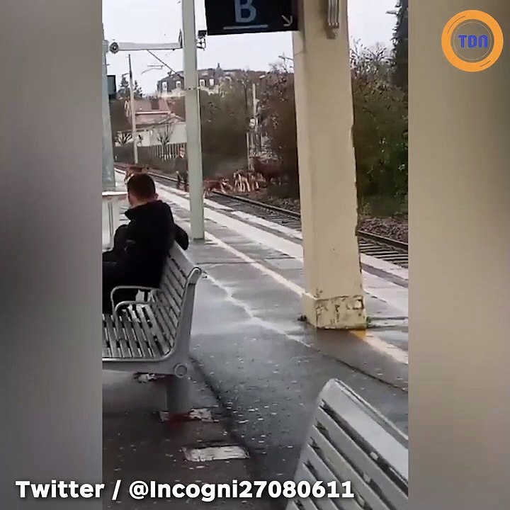 À Chantilly, un cerf chassé à courre va se réfugier sur les voies ferrées dans la gare