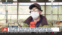 '흰 소의 해'에 태어난 흰 송아지…이름도 '복덩이'