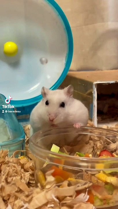 hamster