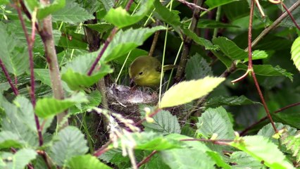 relax music , musique relaxante , meditation