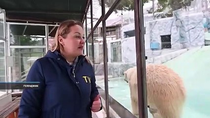 ゲレンジークのサファリパークでホッキョクグマの双子の赤ちゃん誕生 (Jan.11  2021)