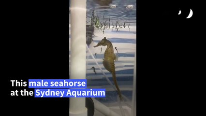 UGC: Male seahorse gives birth in Sydney Aquarium