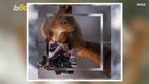 These Squirrels Skiing and Riding Snowmobiles Is Exactly What We Needed to See Today