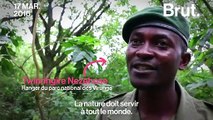 En République démocratique du Congo, 6 éco-gardes ont été tués par un groupe armé