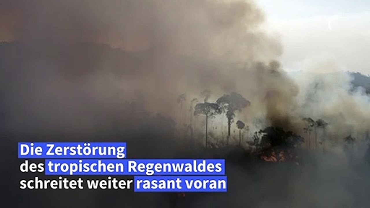 Regenwaldzerstörung: WWF schlägt Alarm