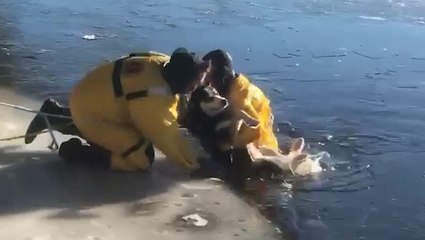 Dog rescued from icy river
