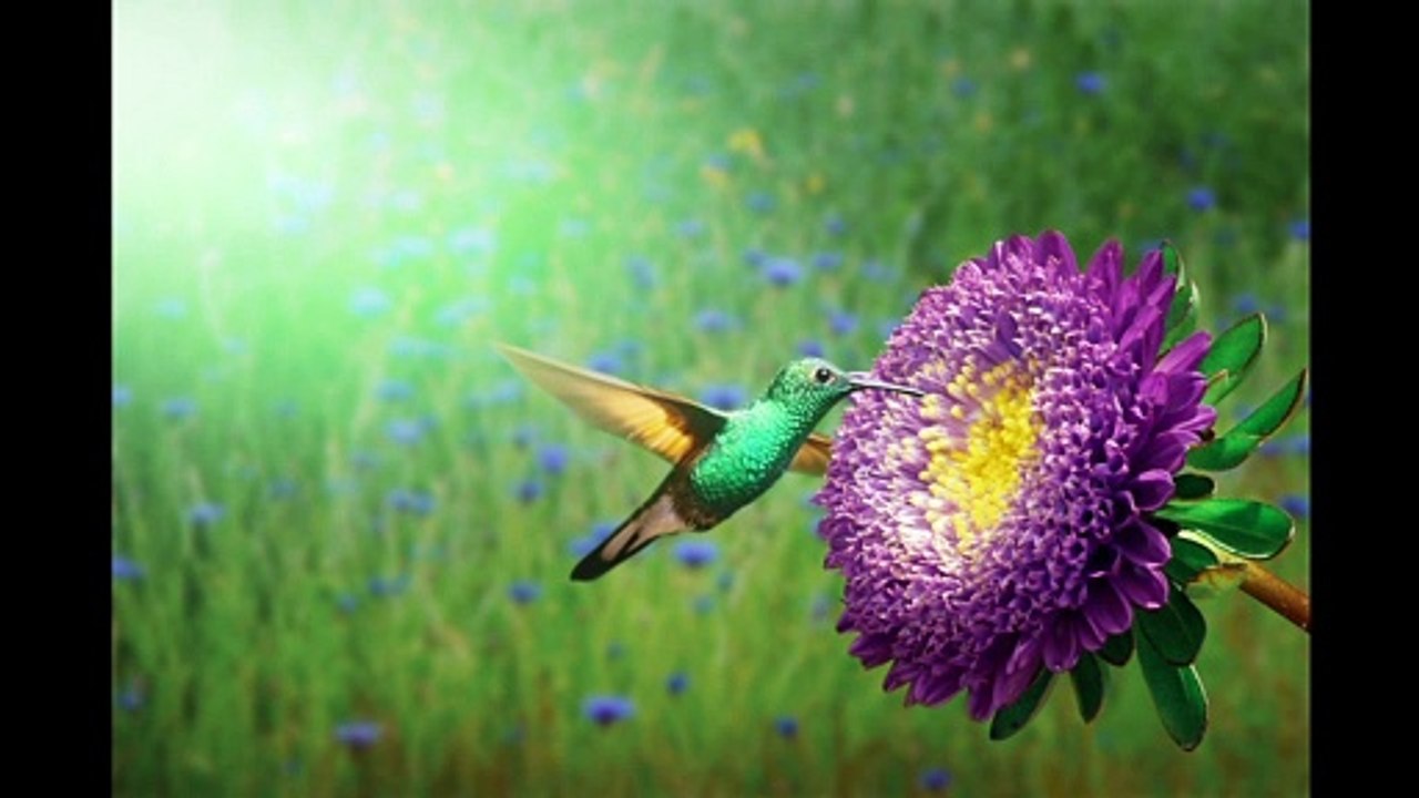Humming Birds l Birds l Nature