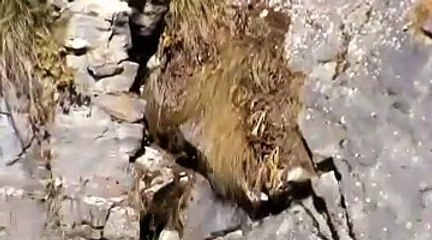 Saraswati River In Uttarakhand