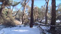 Siete de cada diez árboles de la Casa de Campo, afectados por la gran nevada