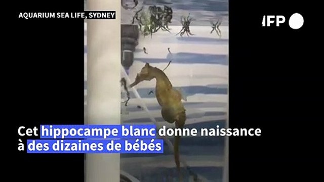 Sydney: un hippocampe blanc donne naissance à des dizaines de bébés