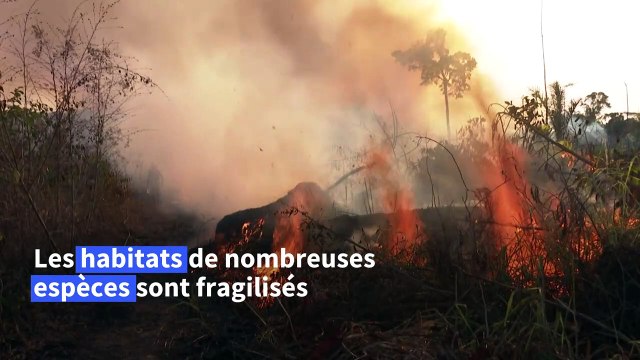 Déforestation: 43 millions d'hectares perdus sur les principaux fronts selon le WWF