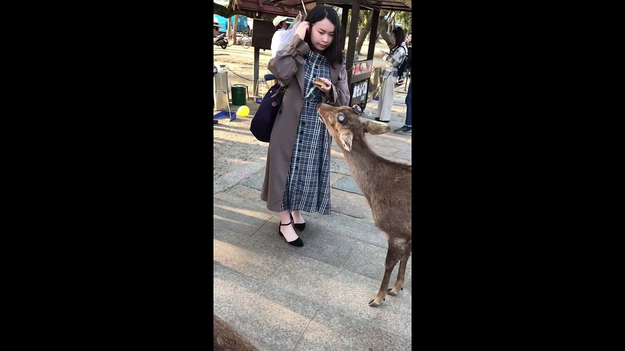 A polite deer deserve to get award - Funny Dailymotion Video