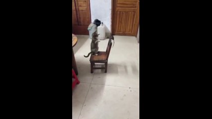 Tom and Jerry in Real life episode 1  - Funny Dailymotion Video