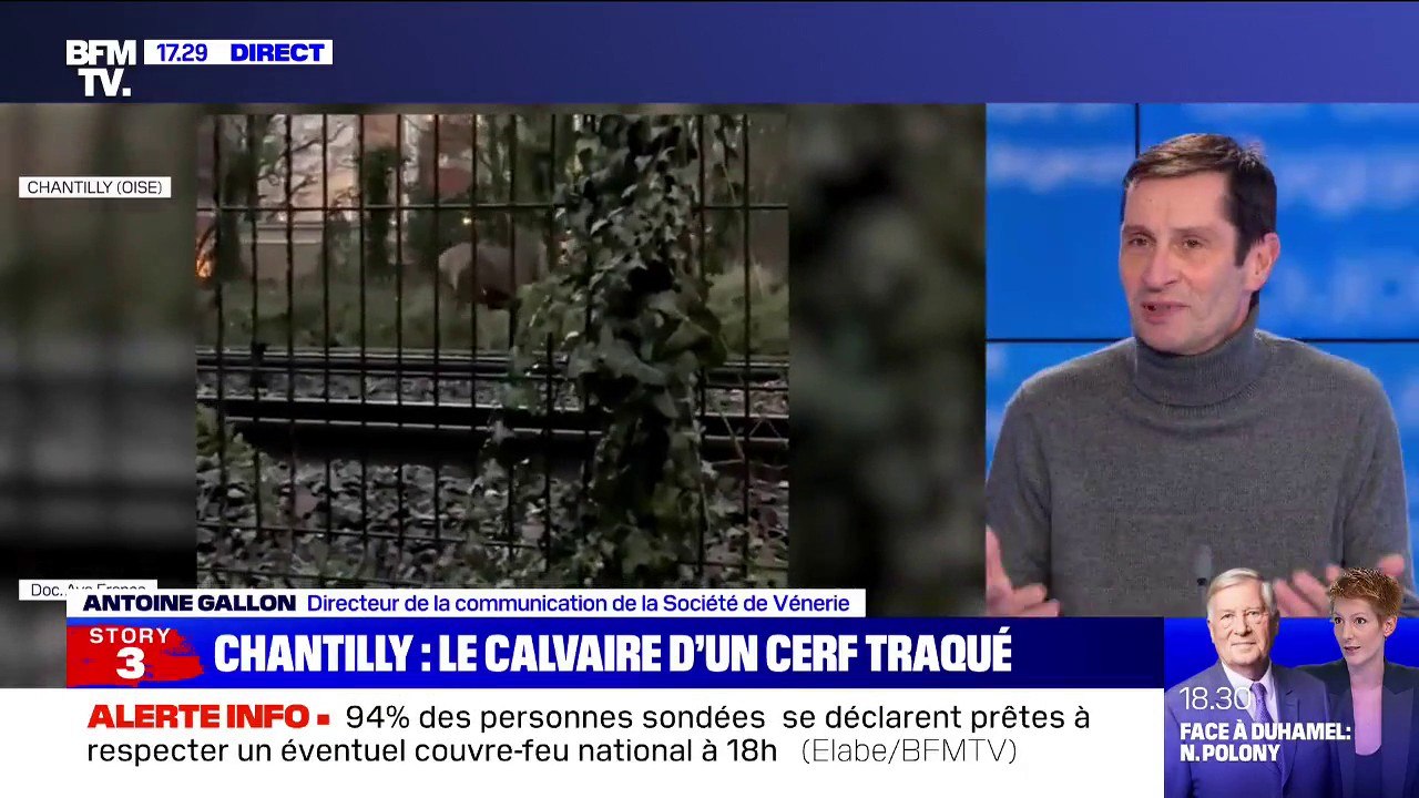 Antoine Gallon (Société de Vénerie): "La chasse à courre est le mode de chasse le plus naturel de tous ceux qui existent"