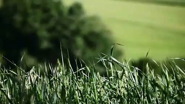 A louer - Maison - Muides-sur-Loire (41500) - 3 pièces - 75m²