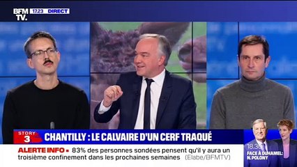 Story 2 : Le calvaire d'un cerf traqué à Chantilly - 13/01