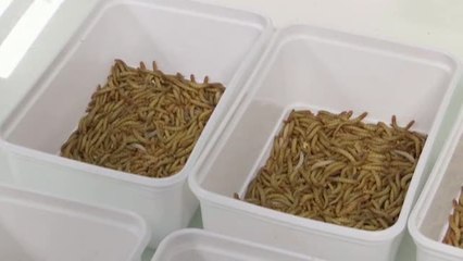 Europa abre la puerta de la despensa a los gusanos de la harina