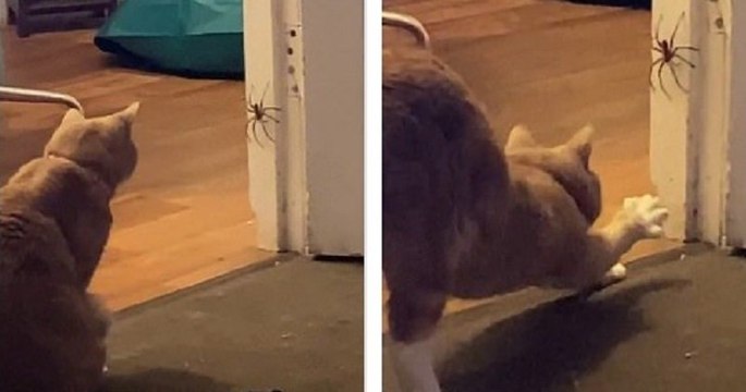 Dans cette vidéo, un chat affronte une énorme araignée australienne, sous les cris de sa propriétaire