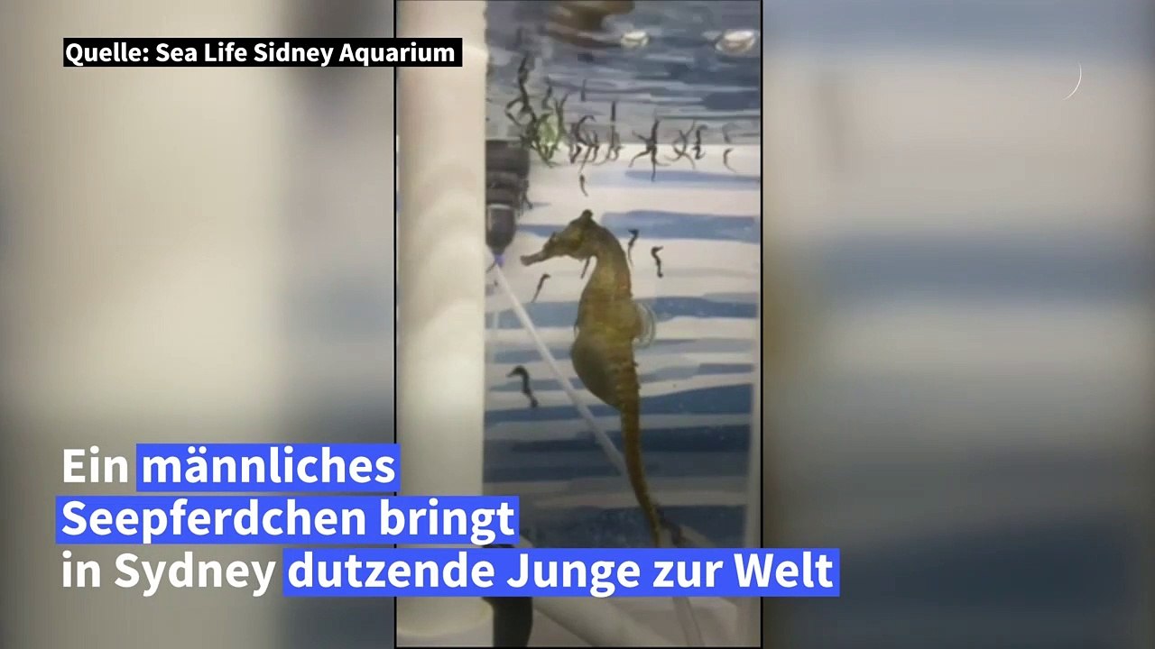 Männliches Seepferdchen bringt in australischem Aquarium Junge zur Welt