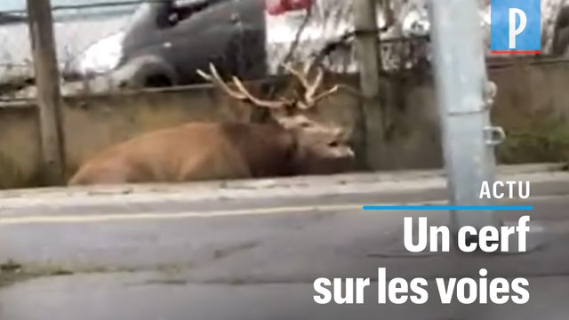 Chantilly : poursuivi par une meute de chiens, un cerf trouve refuge dans la gare