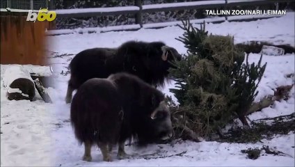 Watch These Cute Zoo Animals Frolic In The Snow!