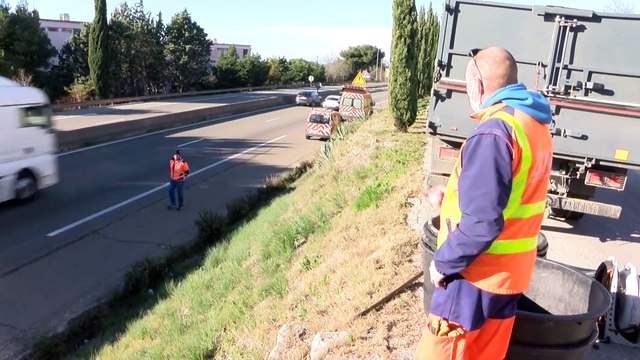 Port-de-Bouc, l'impressionnant abattage d'un pin d'Alep au bord de la RN 568