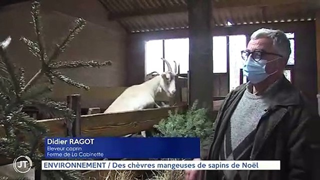 ENVIRONNEMENT / Des chèvres mangeuses de sapins de noël