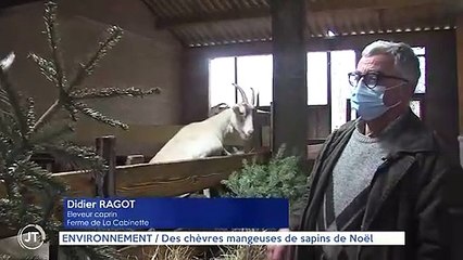 ENVIRONNEMENT / Des chèvres mangeuses de sapins de noël