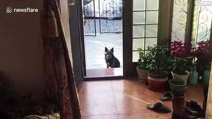 Ce chien vient chercher sa maitresse pour lui montrer ses petits